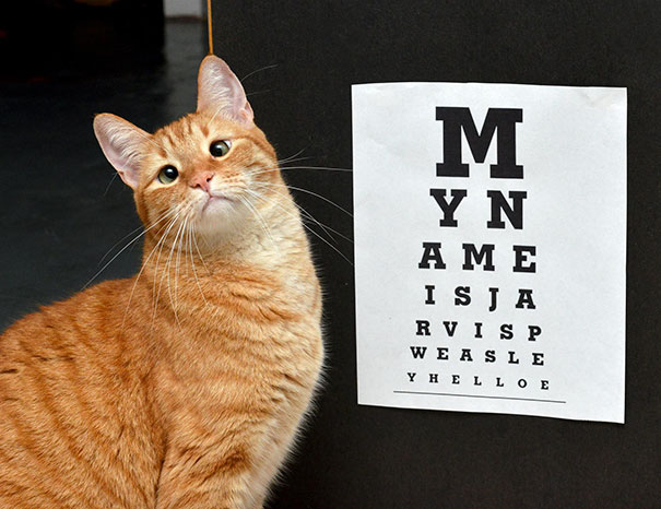 20 кошек с глазами в кучку доказывают, что не обязательно быть идеальным, чтобы быть любимым