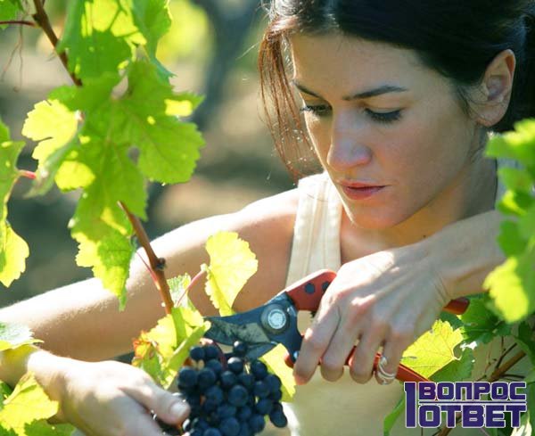 Собирает виноград в совхозе