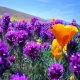 Красивые картинки полевых цветов (35 фото)