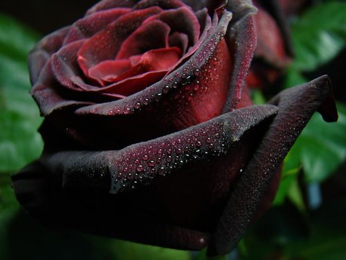 Какого цвета розы дарят девушкам и женщинам