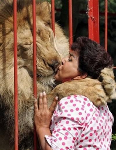 лев в любви