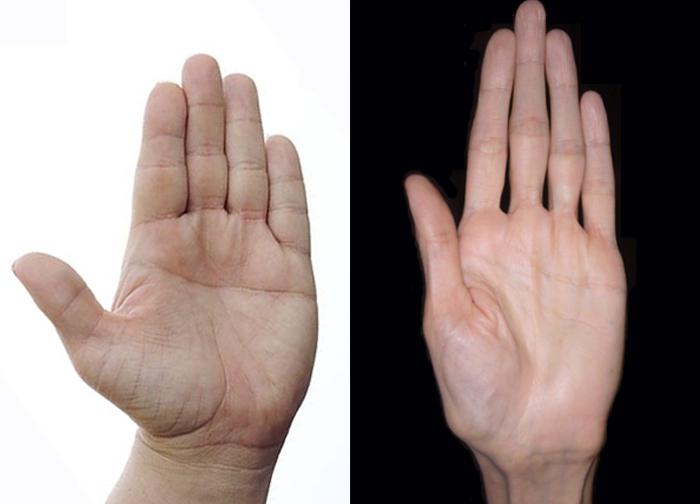 длина пальцев на руках, значение