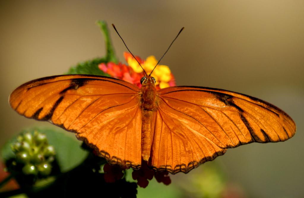 Бабочка - один из объектов фобий