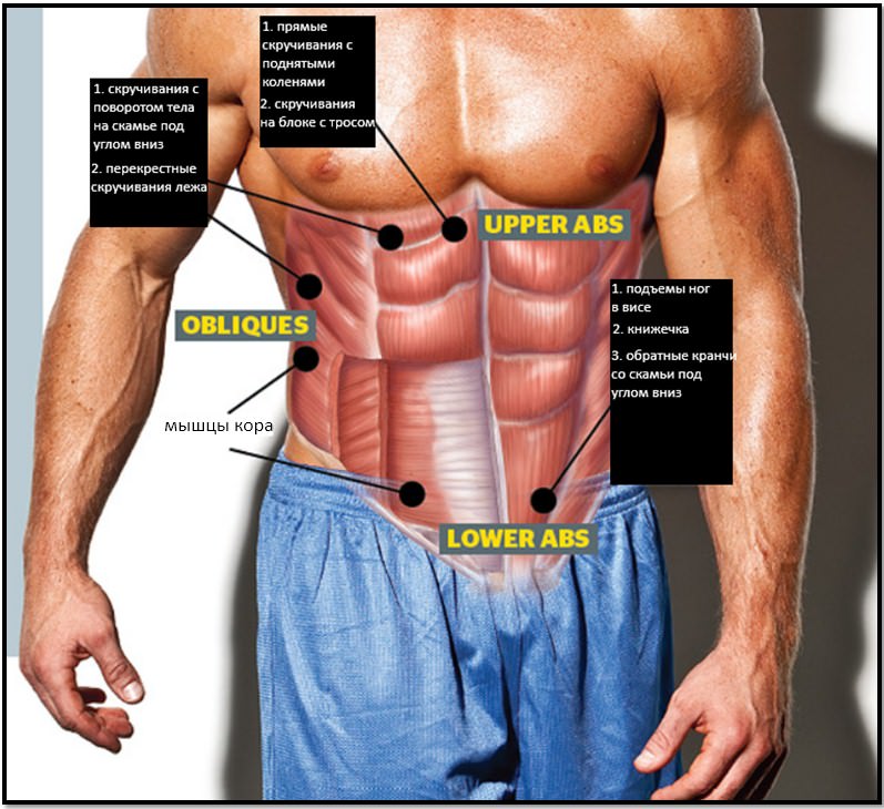 Анатомия мышц живота и упражнения