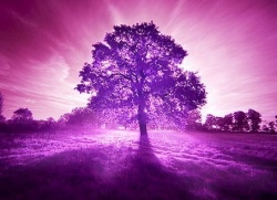 Фиолетовый цвет в психологии