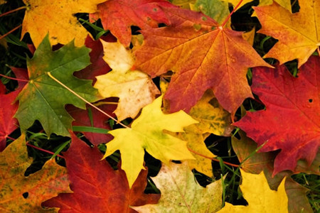Осень умеет уходить красиво. 55 причин полюбить осень — фото 33