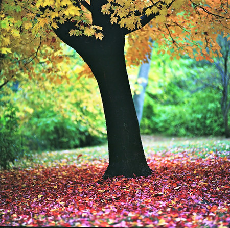 Осень умеет уходить красиво. 55 причин полюбить осень — фото 16