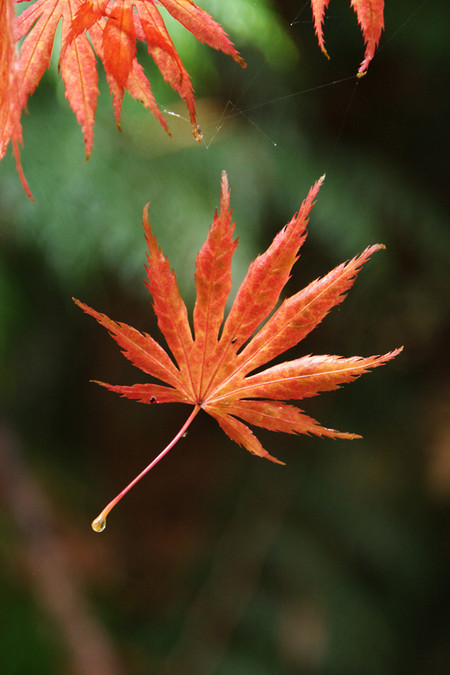Осень умеет уходить красиво. 55 причин полюбить осень — фото 53