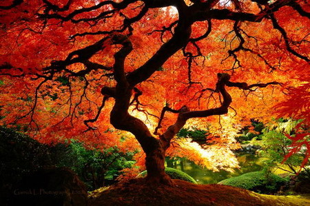 Осень умеет уходить красиво. 55 причин полюбить осень — фото 43