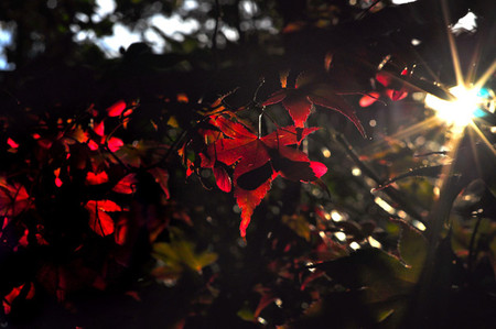 Осень умеет уходить красиво. 55 причин полюбить осень — фото 45