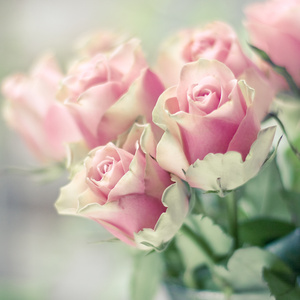 Сколько дарят роз девушке, какие розы дарить лучше - Woman s Day