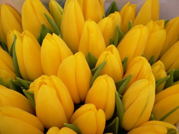 Можно ли дарить желтые цветы жене?