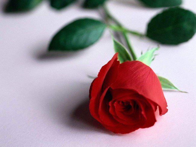 одна роза - символ начала отношений