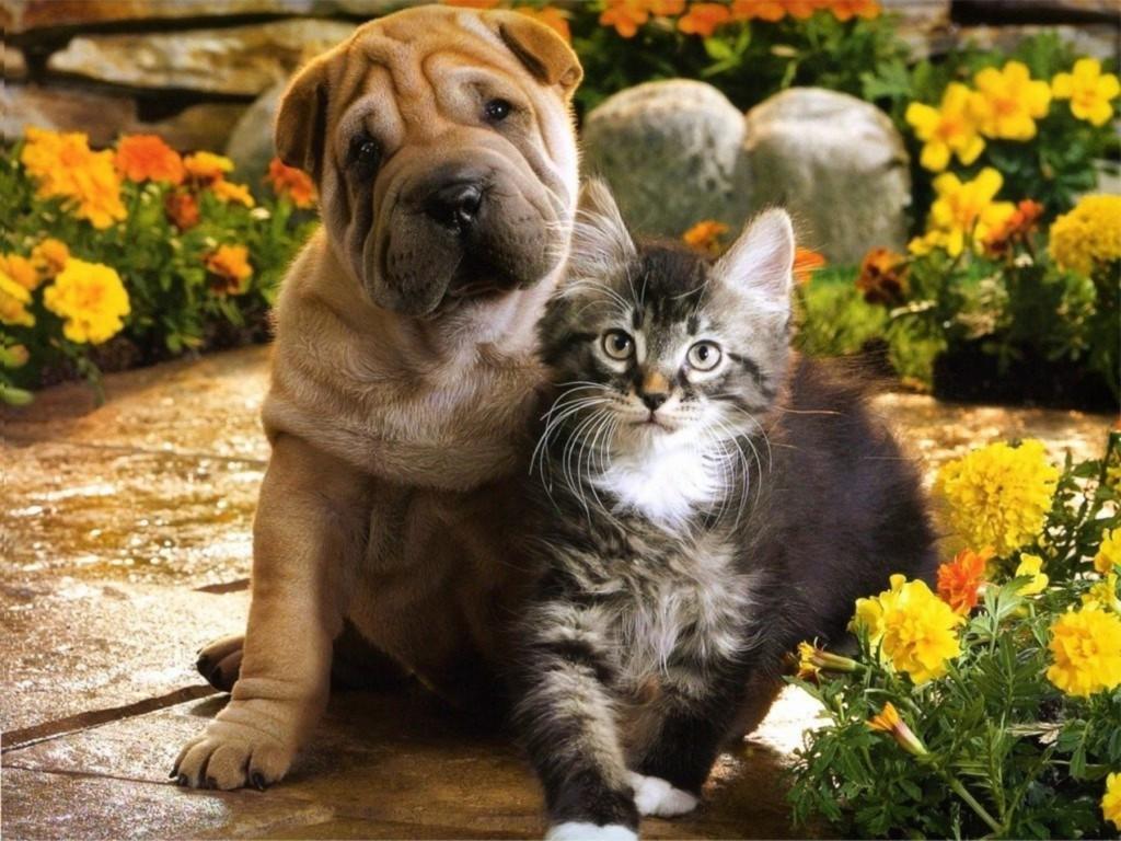 кошка и собака-фото