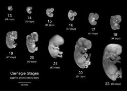 стадии развития эмбриона человека