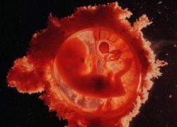стадии развития человеческого эмбриона