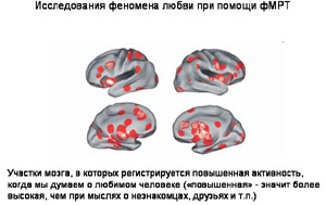 активные зоны головного мозга любящих людей