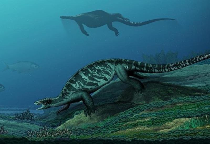 Палеонтологи выяснили, как выглядел предок всех черепах <span class="color_red">- ФОТО</span>
