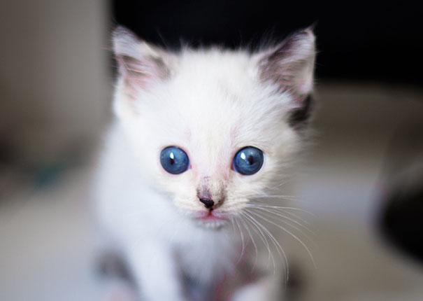 20 кошек с глазами в кучку доказывают, что не обязательно быть идеальным, чтобы быть любимым