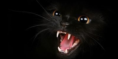 Черные кошки чаще вызывают панику