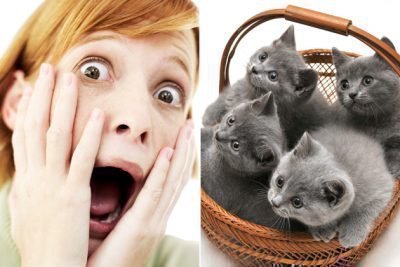 Боязнь кошек - айлурофобия у 5% людей