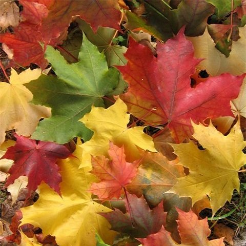 Осенняя хандра - как не грустить осенью
