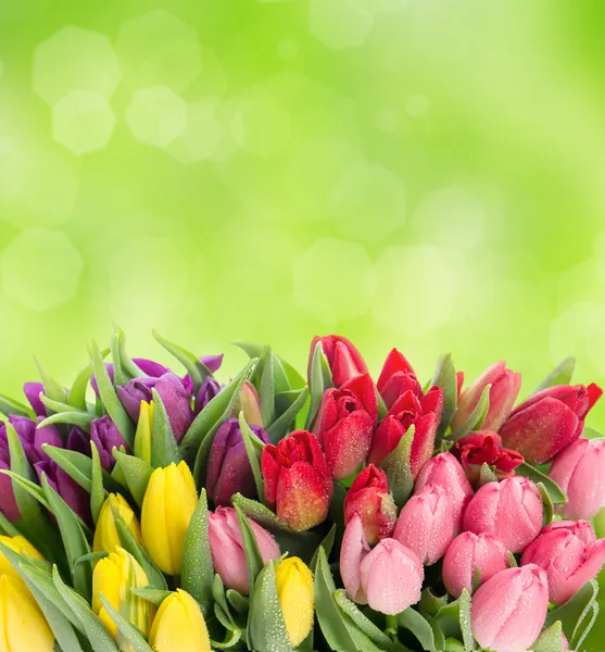 Многокрасочные тюльпаны по стертому зеленому фону — стоковое фото