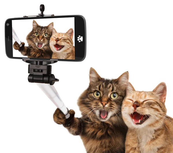 Смешные кошки - Self фотография — стоковое фото