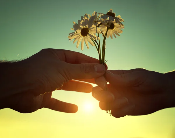Рука дает Марга цветы с любовью на закате — стоковое фото