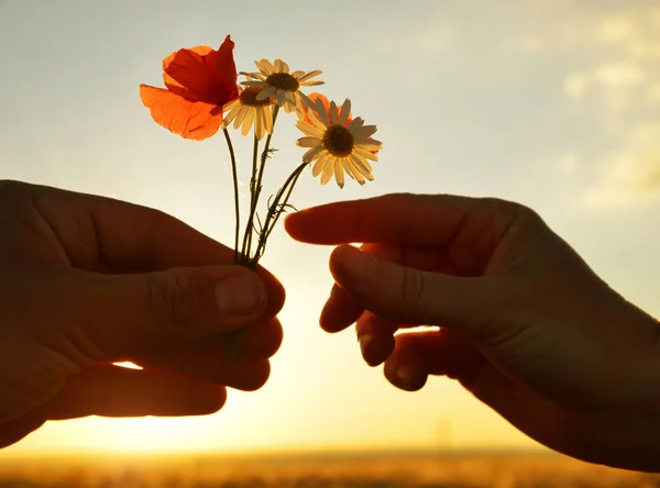Рука дает цветы с любовью на закате — стоковое фото