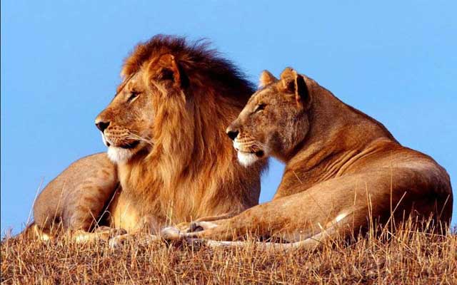 Совместимость лев Лев